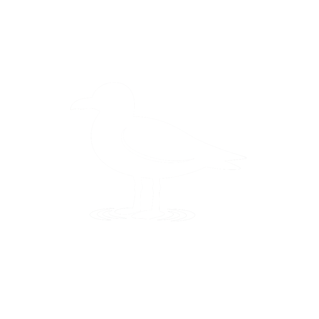 Lachmöwe