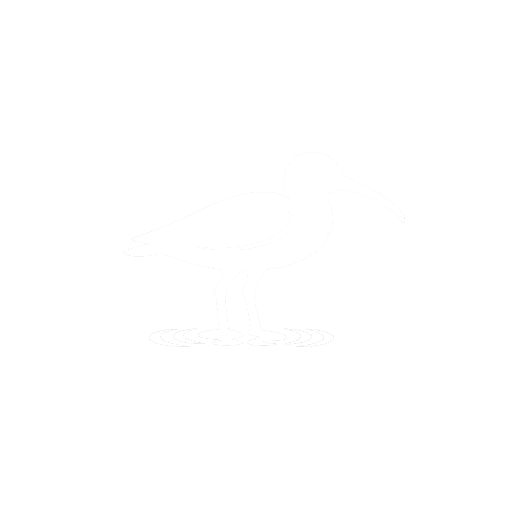 Austernfischer