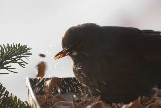 Eine Amsel die zwischen den Baumnussschalen nach Essbarem sucht. Der Moment ist besonders, es sieht aus als explodiere die Nuss förmlich und erzeugt ein Funkenregen ähnliche einem Feuerwerk.