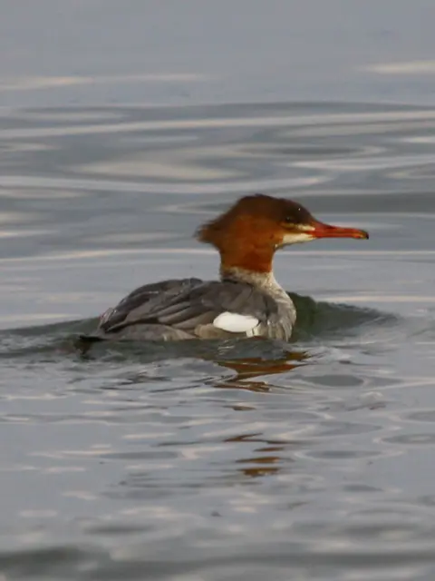 Gänsesäger