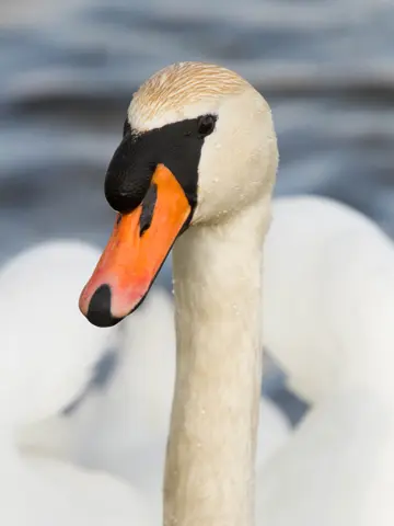 Höckerschwan