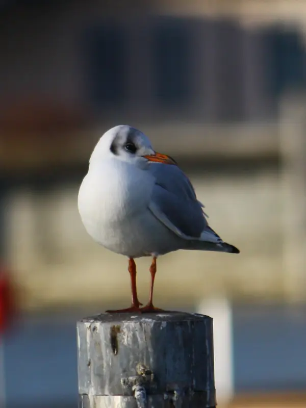 Lachmöwe