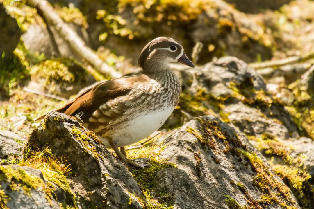 Mandarinente (weiblich)