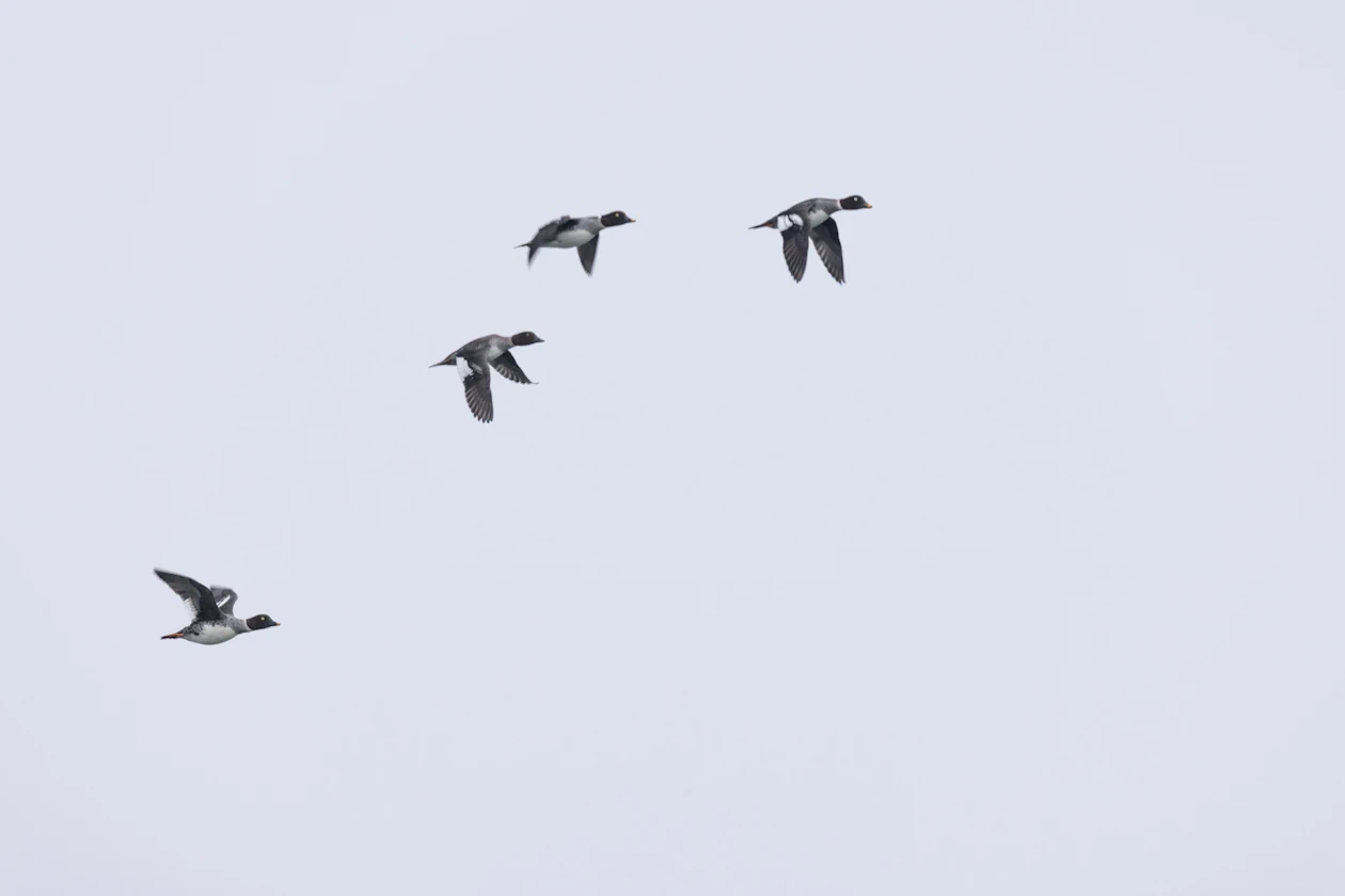 Schellenten im Flug