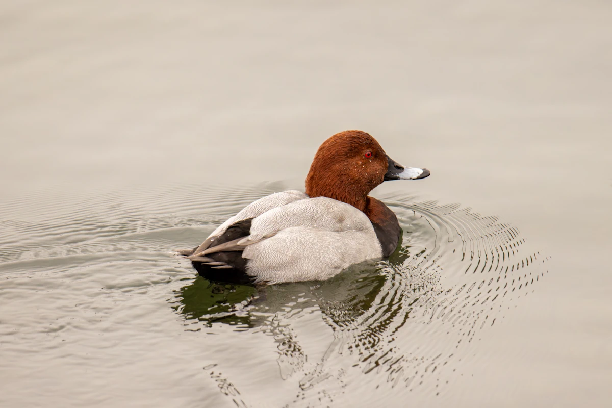 Tafelente (männlich)